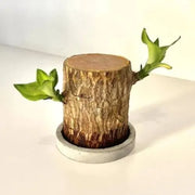 Brazilian Lucky Wood I Good Luck Plant I Feng Shui Plant