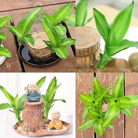 Brazilian Lucky Wood I Good Luck Plant I Feng Shui Plant