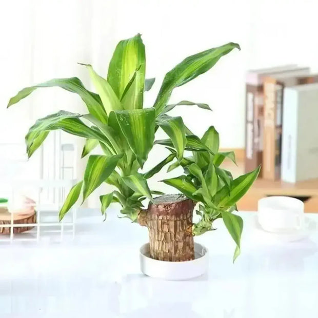 Brazilian Lucky Wood I Good Luck Plant I Feng Shui Plant